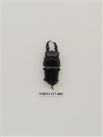 藏品(扁鍬形蟲)的圖片